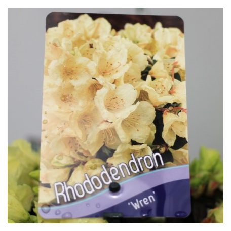 Örökzöld havasszépe (Azálea)  Rhododendron Wren 20-25 cm