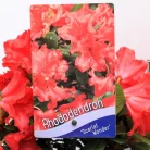 Örökzöld havasszépe (Azálea)  Rhododendron Scarlet Wonder 20-25 cm