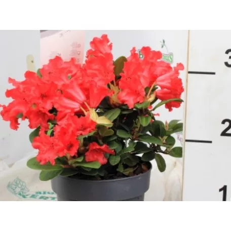 Örökzöld havasszépe (Azálea)  Rhododendron Scarlet Wonder 20-25 cm