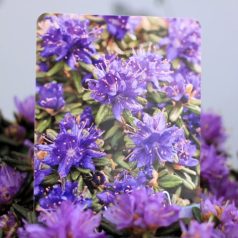   Örökzöld havasszépe (Azálea)  Rhododendron Purple Pillow 20-25 cm