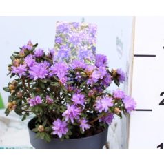   Örökzöld havasszépe (Azálea)  Rhododendron Purple Pillow 20-25 cm