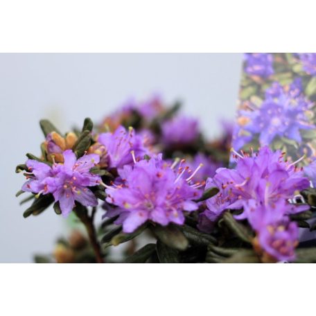 Örökzöld havasszépe (Azálea)  Rhododendron Purple Pillow 20-25 cm