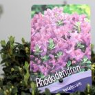 Örökzöld havasszépe (Azálea)  Rhododendron calost. Keleticum 20-25 cm