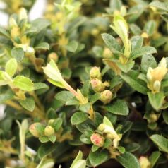   Örökzöld havasszépe (Azálea)  Rhododendron calost. Keleticum 20-25 cm