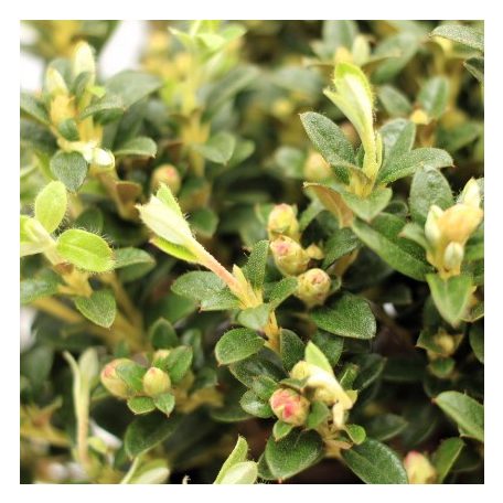 Örökzöld havasszépe (Azálea)  Rhododendron calost. Keleticum 20-25 cm