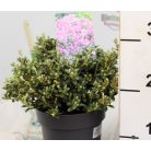 Örökzöld havasszépe (Azálea)  Rhododendron calost. Keleticum 20-25 cm