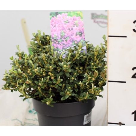 Örökzöld havasszépe (Azálea)  Rhododendron calost. Keleticum 20-25 cm