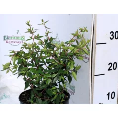Nagyvirágú tárnicslonc Abelia Edward Goucher K2 20/30