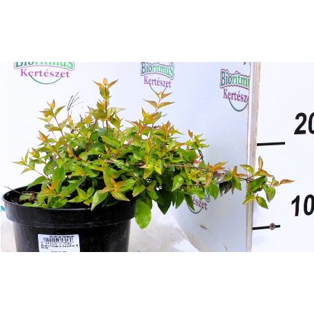 Abelia Edward Goucher K2 20/30