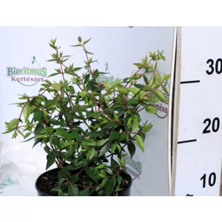 Nagyvirágú tárnicslonc Abelia Edward Goucher K2 20/30