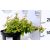 Abelia Edward Goucher K2 20/30