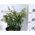 Nagyvirágú tárnicslonc Abelia Edward Goucher K2 20/30