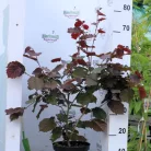 Piroslevelű mogyoró fa (Vérmogyoró fa) Corylus avellana Purpurea K3 30/40