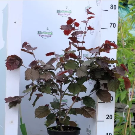 Piroslevelű mogyoró fa (Vérmogyoró fa) Corylus avellana Purpurea K3 30/40
