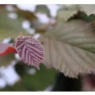 Piroslevelű mogyoró fa (Vérmogyoró fa) Corylus avellana Purpurea K3 30/40