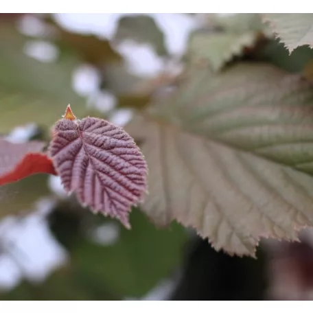 Piroslevelű mogyoró fa (Vérmogyoró fa) Corylus avellana Purpurea K3 30/40