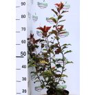 Korallberkenye Photinia fr. Vezuv K4 40/60
