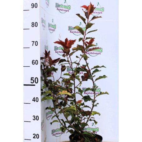 Korallberkenye Photinia fr. Vezuv K4 40/60