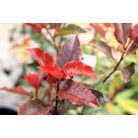 Korallberkenye Photinia fr. Vezuv K4 40/60