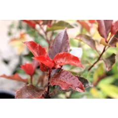 Korallberkenye Photinia fr. Vezuv K4 40/60