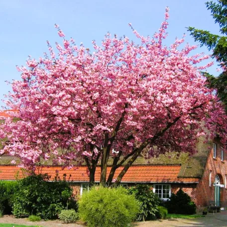 Rózsaszín virágú japán díszcseresznye Prunus serrulata Kanzan K12 200/+