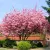 Rózsaszín virágú japán díszcseresznye Prunus serrulata Kanzan K12 200/+