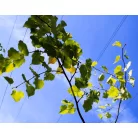 Nagylevelű hársfa Tilia platyphyllos K12 175/200