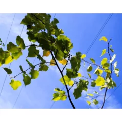 Nagylevelű hársfa Tilia platyphyllos K12 175/200
