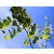 Nagylevelű hársfa Tilia platyphyllos K12 175/200