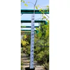 Nagylevelű hársfa Tilia platyphyllos K12 175/200