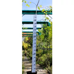 Nagylevelű hársfa Tilia platyphyllos K12 175/200