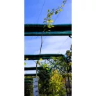 Nagylevelű hársfa Tilia platyphyllos K12 175/200