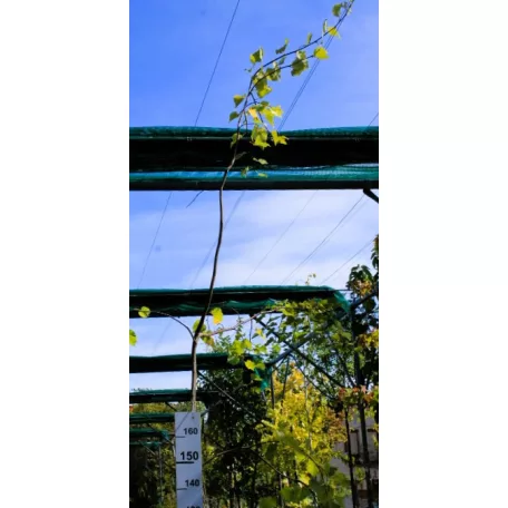 Nagylevelű hársfa Tilia platyphyllos K12 175/200