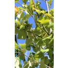 Ezüst hárs Tilia argentea / Tilia tomentosa Szeleste K20 8/10