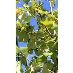   Ezüst hárs Tilia argentea / Tilia tomentosa Szeleste K20 8/10