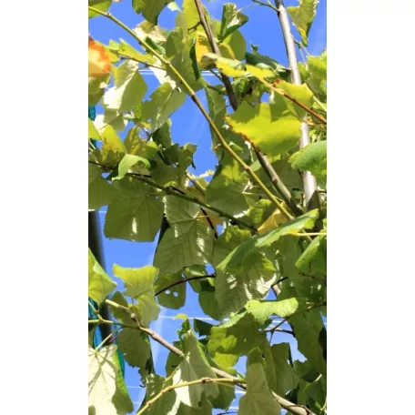 Ezüst hárs Tilia argentea / Tilia tomentosa Szeleste K20 8/10
