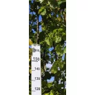 Ezüst hárs Tilia argentea / Tilia tomentosa Szeleste K20 8/10