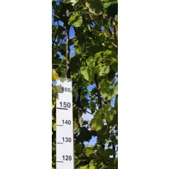   Ezüst hárs Tilia argentea / Tilia tomentosa Szeleste K20 8/10
