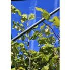 Ezüst hárs Tilia argentea / Tilia tomentosa Szeleste K20 8/10