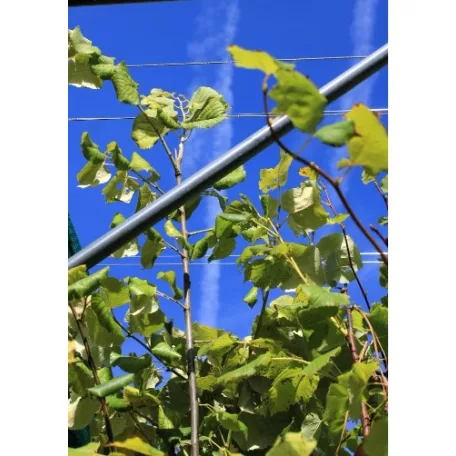 Ezüst hárs Tilia argentea / Tilia tomentosa Szeleste K20 8/10