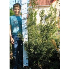 Taxus baccata Barmstedter sövény fl100/1