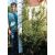 Taxus baccata Barmstedter sövény fl100/1