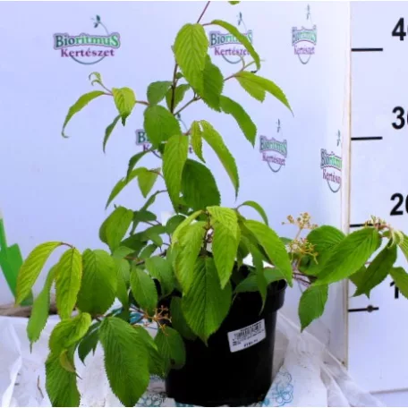Viburnum plic.Mariesi K2 20/30