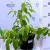 Viburnum plic.Mariesi K2 20/30