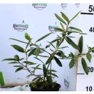 Prágai bangita Viburnum Prangense K2 30/40