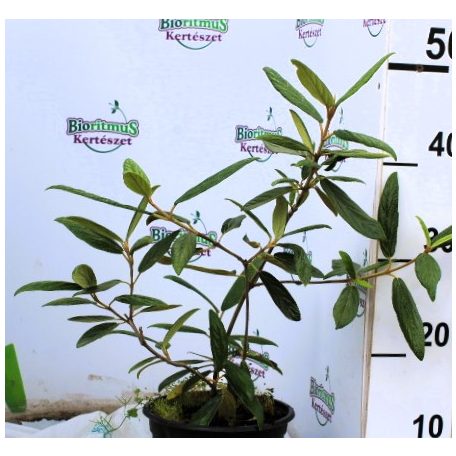 Prágai bangita Viburnum Prangense K2 30/40