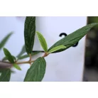 Prágai bangita Viburnum Prangense K2 30/40