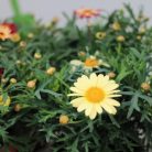 Cserjés margaréta Argyrantheum fr.La Rita in varietes P10,