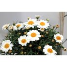 Cserjés margaréta Argyranthemum fr. La Rita White P10,5