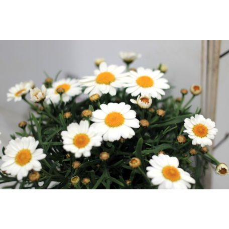 Cserjés margaréta Argyranthemum fr. La Rita White P10,5